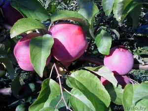 саженцы яблони продаются - Изображение #2, Объявление #839118