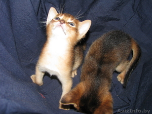 Абиссинские котята Питомник абиссинских кошек - Изображение #1, Объявление #909027