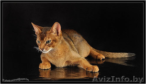 Вязка абиссинских кошек Питомник абиссинских кошек - Изображение #1, Объявление #1035006