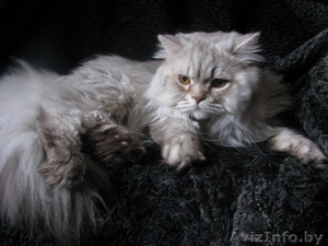 Вязка британских кошек Питомник британских кошек. - Изображение #1, Объявление #1051757