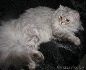 Вязка британских кошек Питомник британских кошек. - Изображение #2, Объявление #1051757