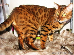 Вязка бенгальских кошек Питомник бенгальских кошек - Изображение #3, Объявление #1035004