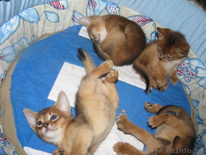 Абиссинские котята Питомник абиссинских кошек - Изображение #2, Объявление #909027