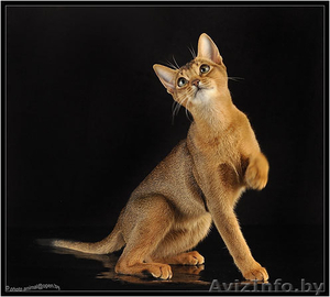 Абиссинские котята Питомник абиссинских кошек - Изображение #3, Объявление #909027
