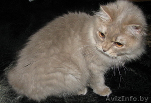 Британские длинношерстные  котята (хайленд) - Изображение #1, Объявление #800415