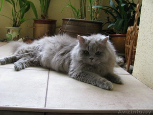 Британские длинношерстные  котята (хайленд) - Изображение #4, Объявление #800415