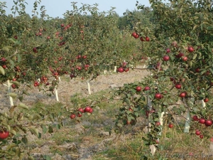 Продажа яблоневого сада - Изображение #1, Объявление #1252732