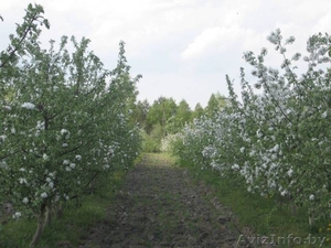 Продажа яблоневого сада - Изображение #4, Объявление #1252732