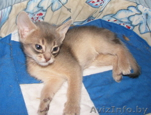 Абиссинские котята Питомник абиссинских кошек - Изображение #5, Объявление #909027