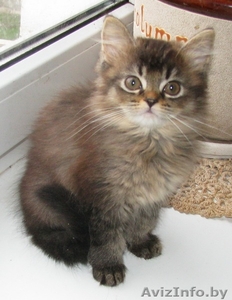 Британские длинношерстные(хайленд) котята уникальных окрасов Питомник  - Изображение #1, Объявление #1331394