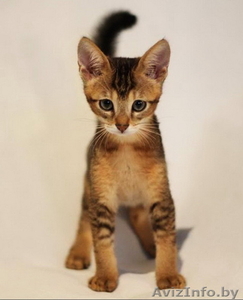 Чаузи(нильская кошка)питомник бенгальских кошек. - Изображение #2, Объявление #1479551