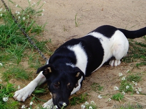 Щенки в подарок