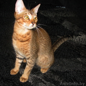 Чаузи(нильская кошка)питомник бенгальских кошек. - Изображение #1, Объявление #1479551