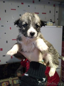 Друг для пенсионера (щеночки от маленькой собачки)