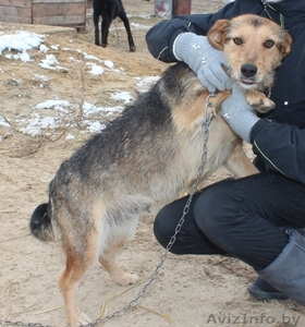 Здоровые,  привитые и стерилизованные собачки из приюта