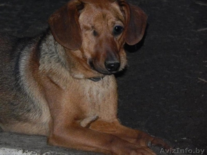 Верный и надежный охранник для вашего дома и имущества