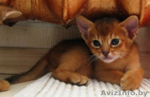 абиссинские котята  дикого окраса - Изображение #2, Объявление #1354632