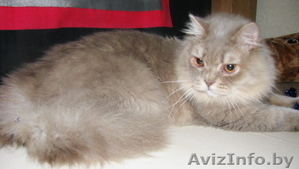Британские длинношерстные(хайленд) котята уникальных окрасов Питомник  - Изображение #5, Объявление #1331394