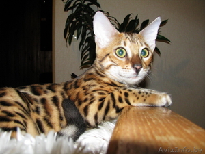 Бенгальские котята Питомник бенгальских кошек . - Изображение #4, Объявление #1124546