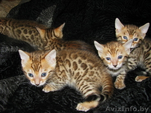 Бенгальские котята Питомник бенгальских кошек . - Изображение #3, Объявление #1124546