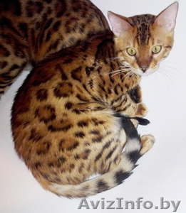 Бенгальские котята Питомник бенгальских кошек . - Изображение #5, Объявление #1124546
