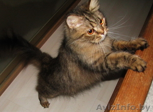 Британская полудлинношерстная кошка Питомник британских кошек. - Изображение #4, Объявление #1601931