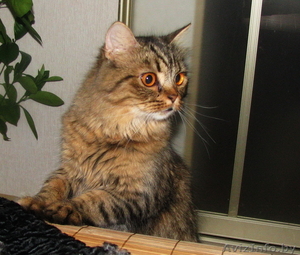 Британская полудлинношерстная кошка Питомник британских кошек. - Изображение #2, Объявление #1601931