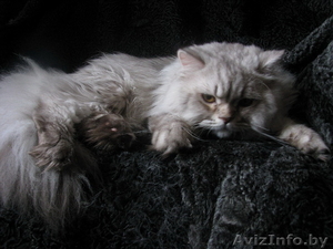 Британская полудлинношерстная кошка Питомник британских кошек. - Изображение #3, Объявление #1601931