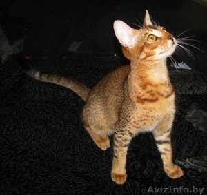 Чаузи (нильская кошка) поколение F5 - Изображение #2, Объявление #1314854