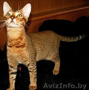 Чаузи (нильская кошка) поколение F5 - Изображение #1, Объявление #1314854