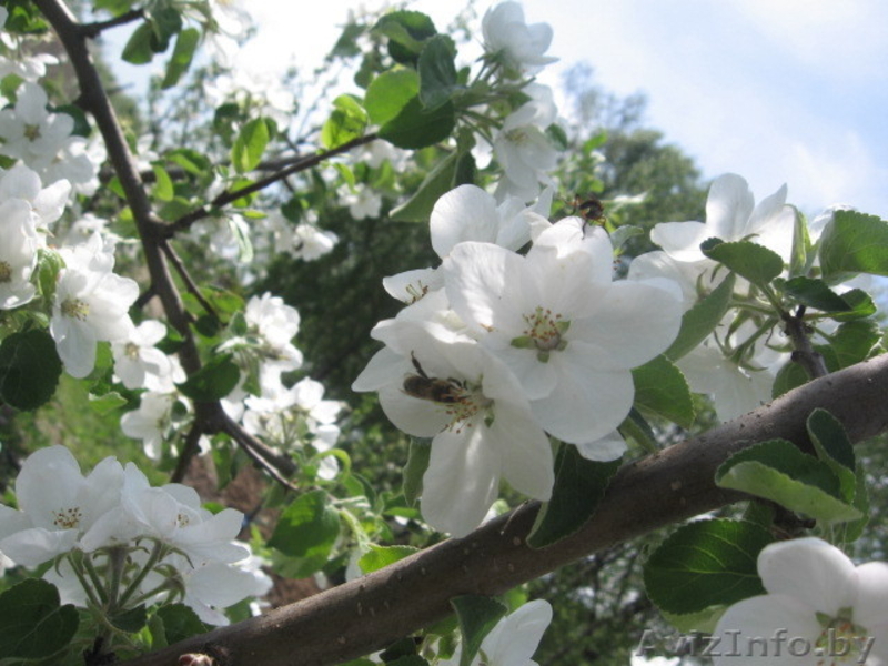 Продам участок 11 га - Изображение #5, Объявление #673982