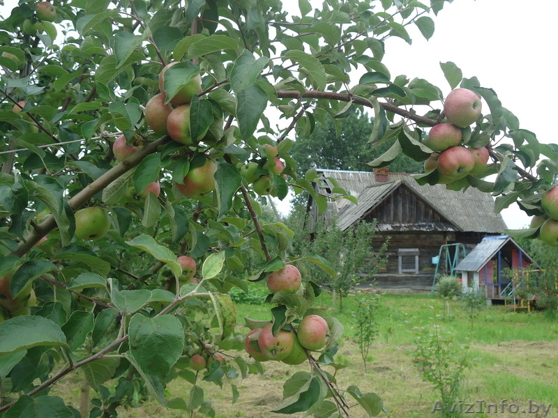 продам дачу в деревне - Изображение #2, Объявление #680937