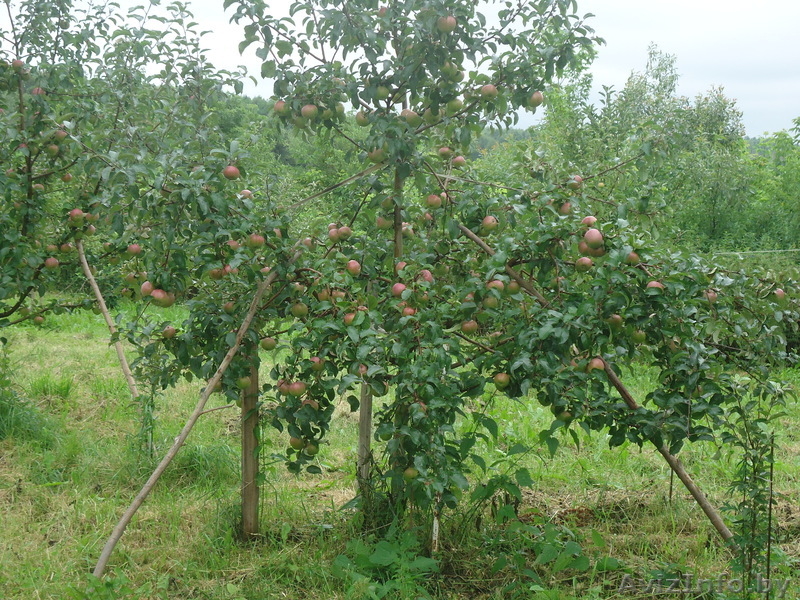 продам дачу в деревне - Изображение #3, Объявление #680937