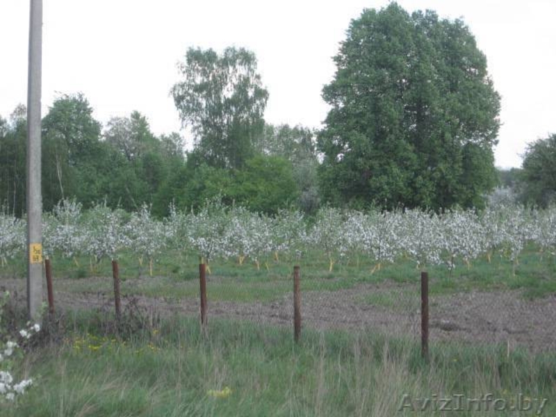 Продажа яблоневого сада - Изображение #2, Объявление #1252732