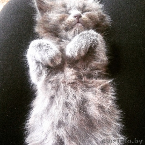 Пушистые котятки в добрые руки! - Изображение #1, Объявление #1276519