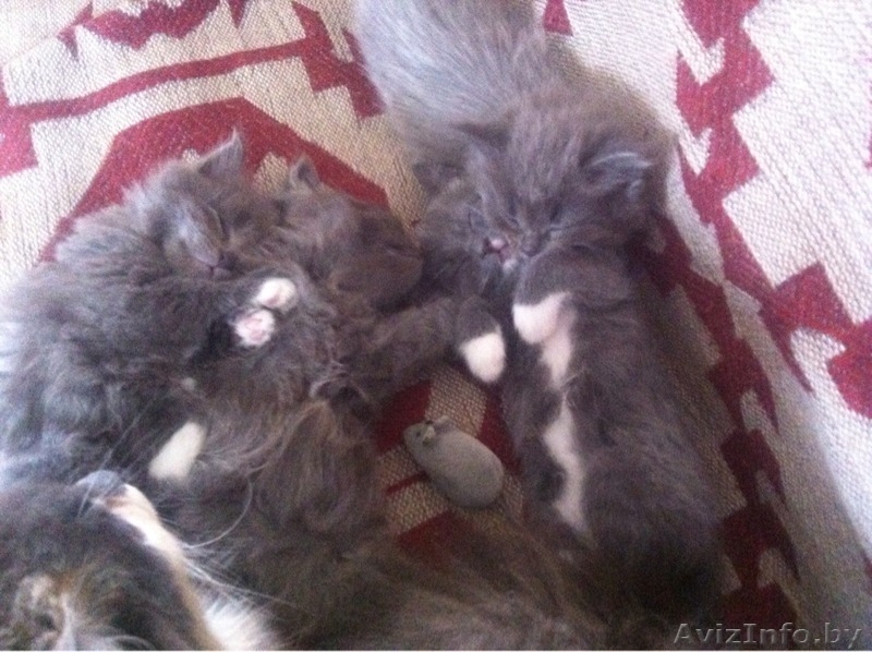 Пушистые котятки в добрые руки! - Изображение #2, Объявление #1276519