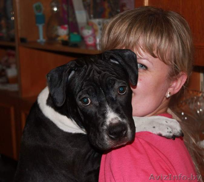 Щенок Американского стаффордширского терьера - Изображение #1, Объявление #1466850