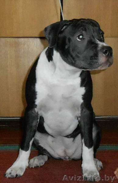 Щенок Американского стаффордширского терьера - Изображение #2, Объявление #1466850