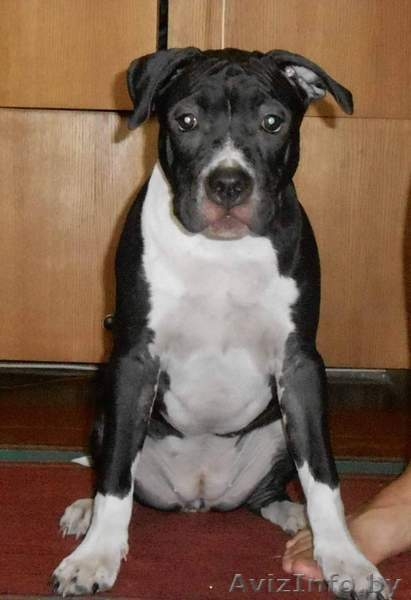 Щенок Американского стаффордширского терьера - Изображение #3, Объявление #1466850