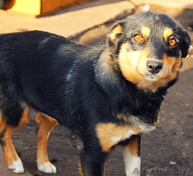 Молодая стерилизованная собачка - Изображение #5, Объявление #1521335