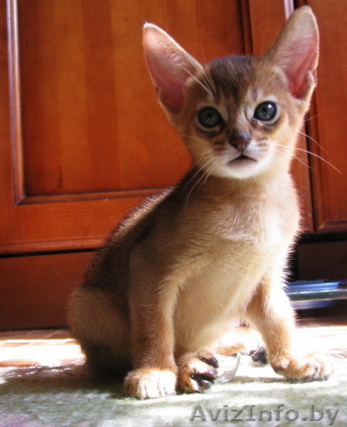 абиссинские котята  дикого окраса - Изображение #4, Объявление #1354632