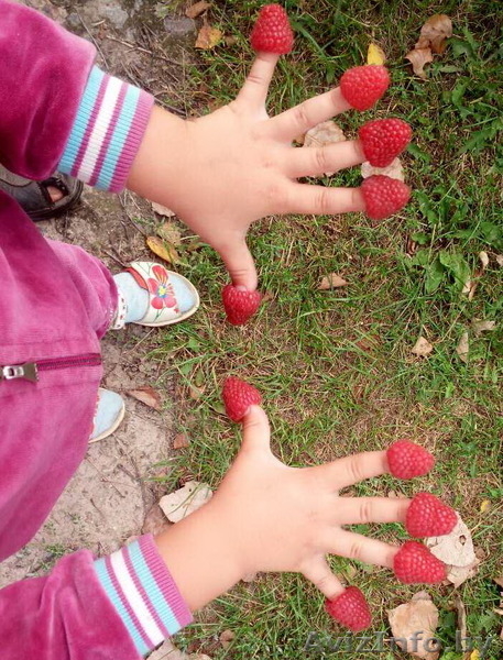 Малина садовая с доставкой на дом - 3,5 р/кг - Изображение #1, Объявление #1580476